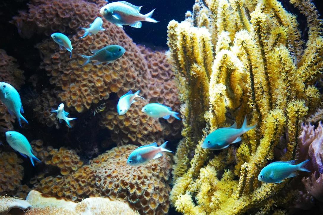 Colorful coral reef aquarium with tropical fish