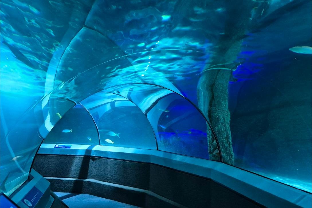 Shark swimming above a glass viewing tunnel