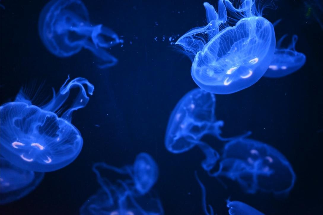 Jellyfish glowing in a dark blue aquarium