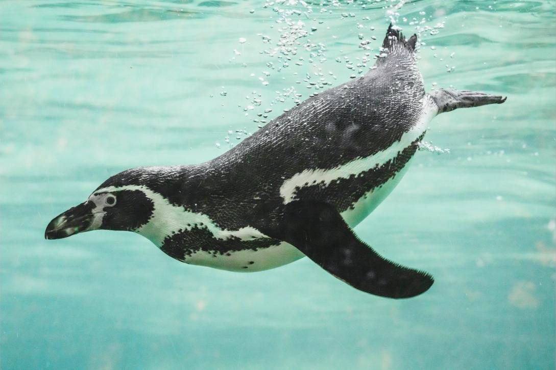 Penguins swimming in a cool blue habitat